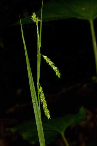 Carex oxylepis #17